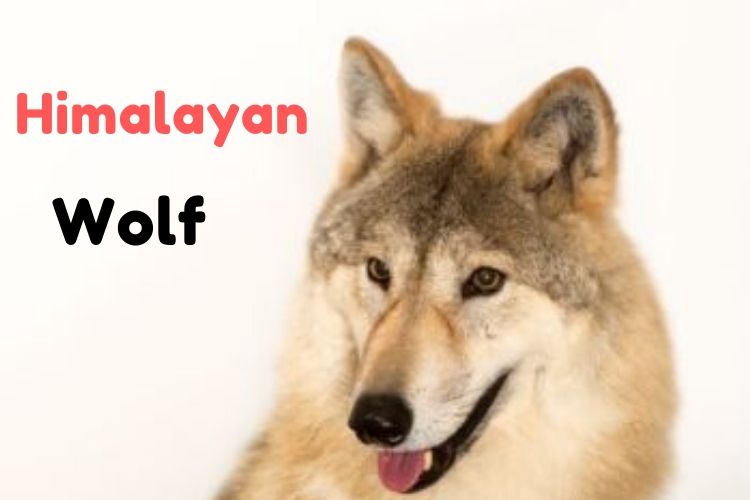 Himalayan Wolf