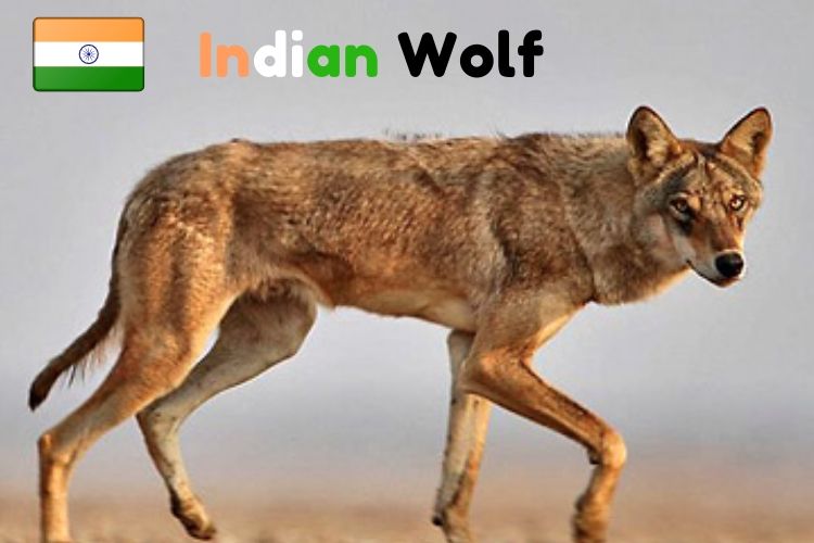 Indian Wolf