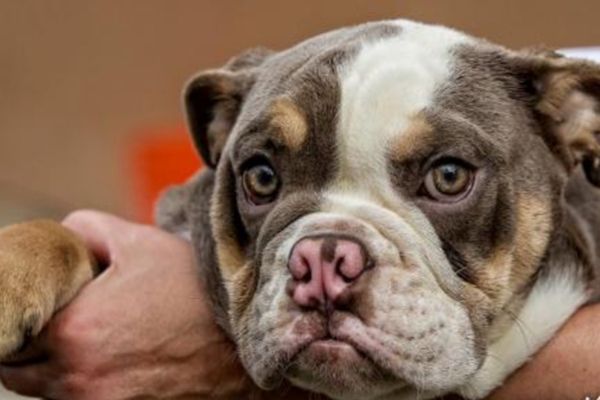 Popular Bulldog Names