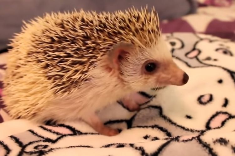 hedgehogs as pets