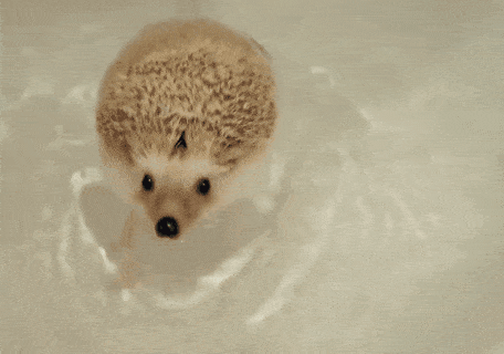 hedgehogs can't swim