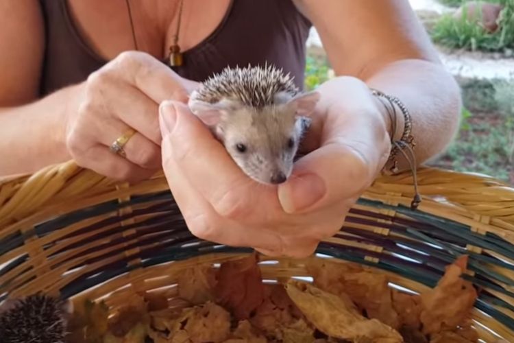 how to care for a hedgehog