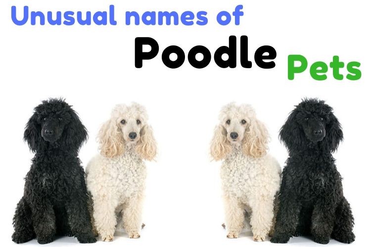 Unusual names of Poodle pets