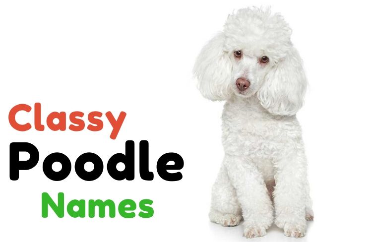 Classy Poodle Names