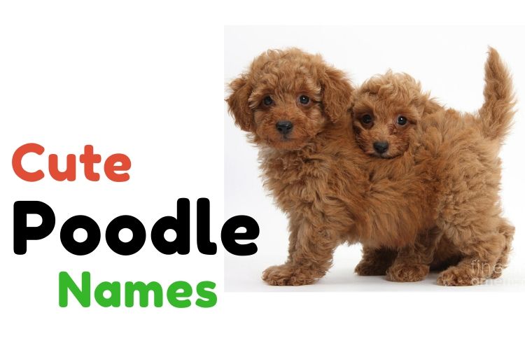 1000+ » Poodle Names » Perfect Names For Perfect Pets » ・ᴥ・