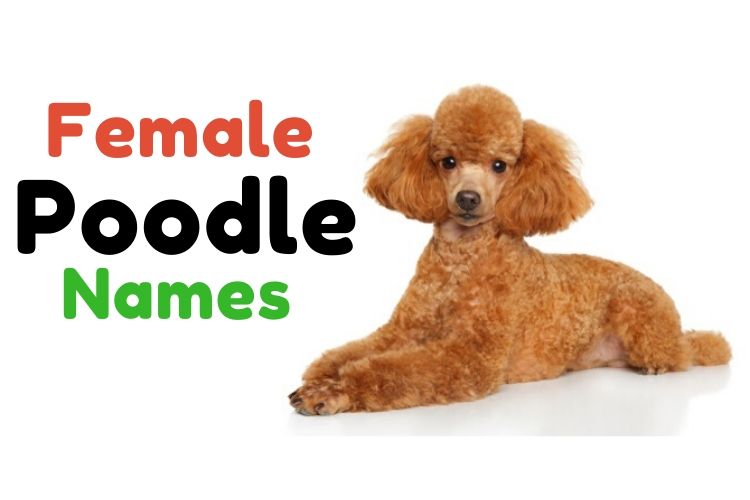 female poodle names