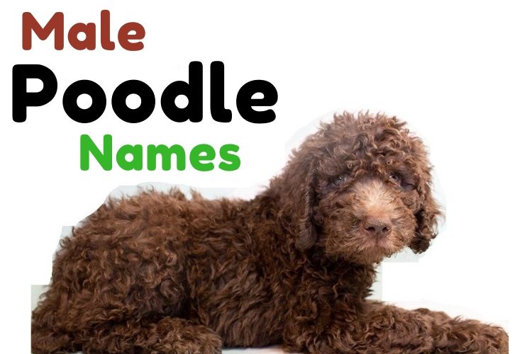 1000+ » Poodle Names Perfect Names For Perfect Pets