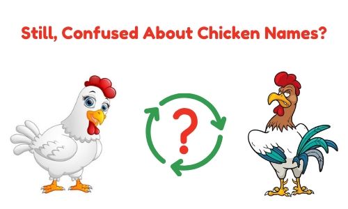 Still, Confused About Chicken Names