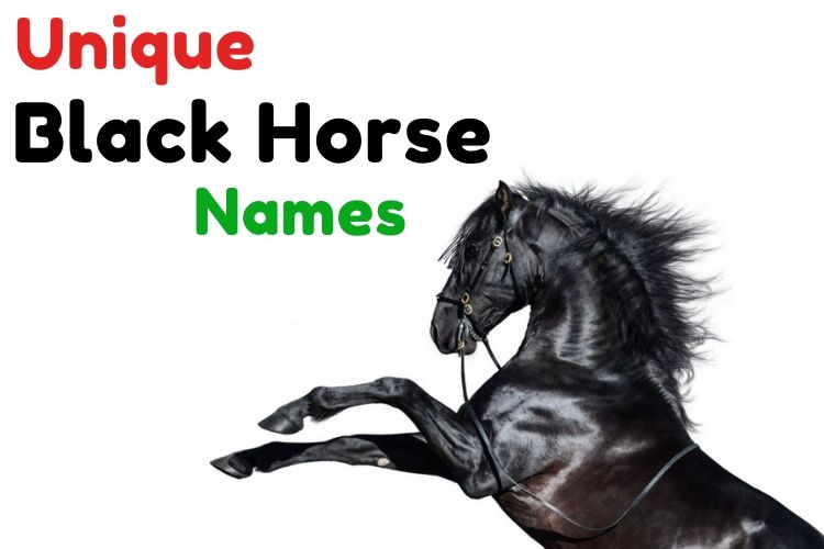 magical names for black horse