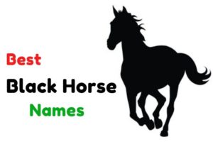 {1000+} » Black Horse Names » Amazing Names For A Black Horse