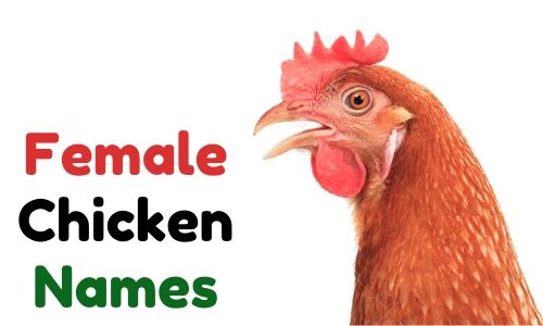 female chicken names