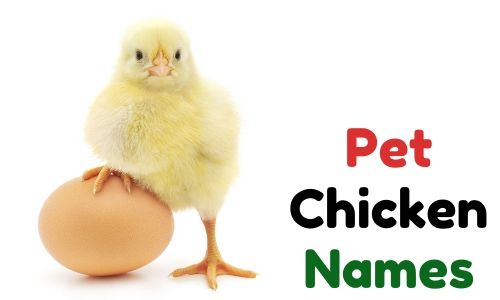 pet chicken names