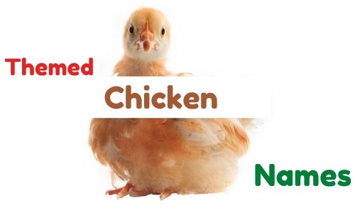 themed chicken names