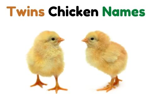 twins chicken names