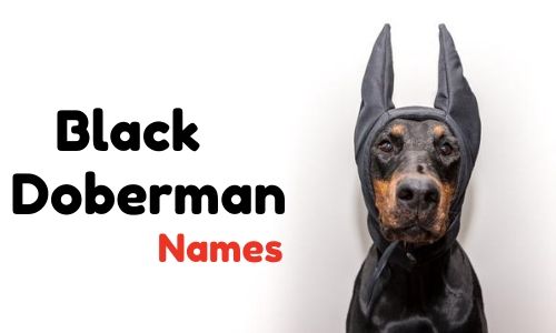 Black Doberman names