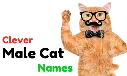  Top Best Cute And Clever Male Cat Names Funny Hilarious Punny