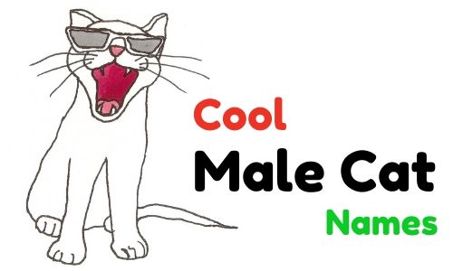Cool Male Cat Names
