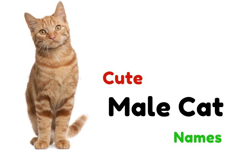 Cute Male Cat Names