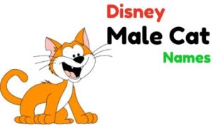  500+  » Male Cat Names » Which are Most Popular - ^ ⋏