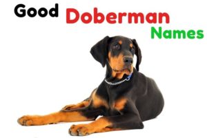 {1001+} Doberman Names: Cute » Tough » Tenacious » ʕ•ᴥ•ʔ