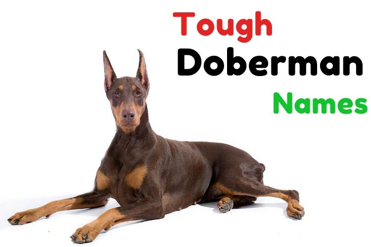 {1001+} Doberman Names Cute » Tough » Tenacious » ʕ•ᴥ•ʔ