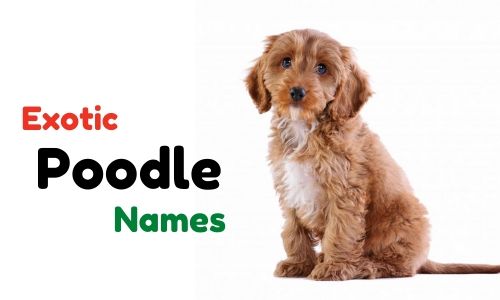 exotic poodle names