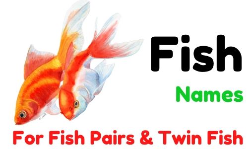 fish pairs names fish twins names