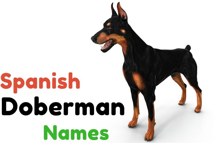 spanish doberman names