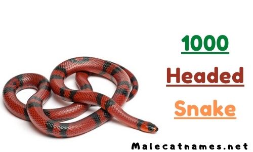 1000 headed snake