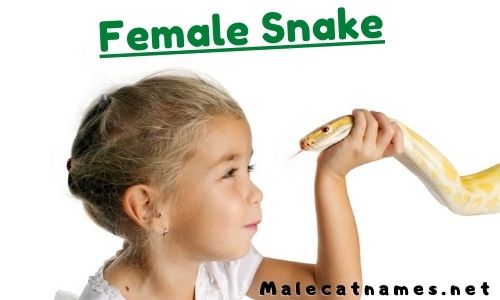 female snake