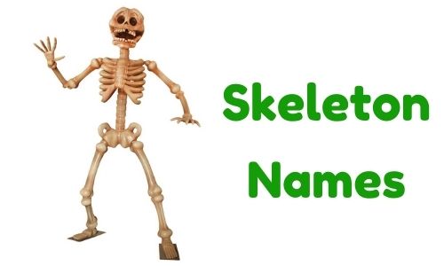 Skeleton Names
