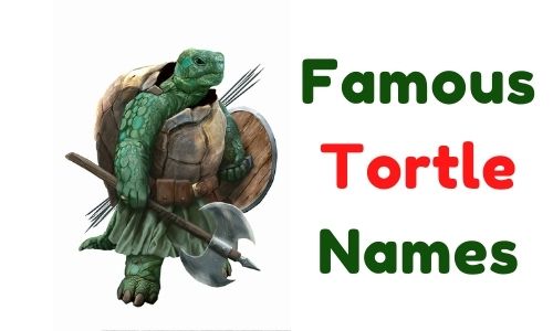 famous Tortle Names