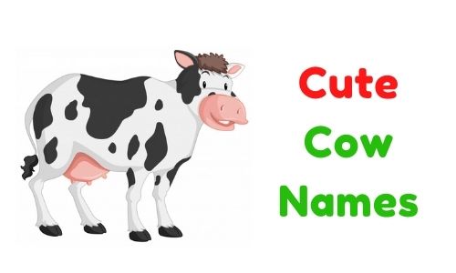 Cute Cow Names