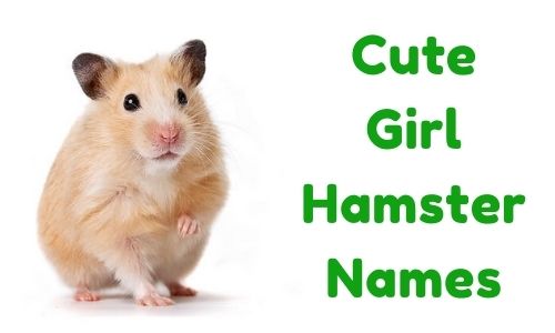 Cute Girl Hamster Names