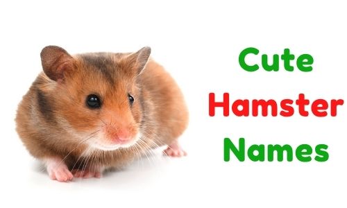 1000+} » Cute Hamster Names » [ Funny + Unique + Famous + Badass ]