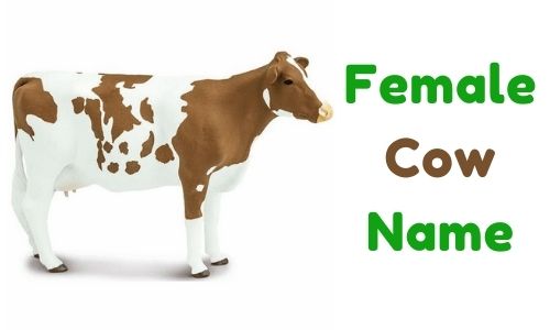 Female Cow Name
