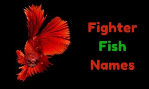  1000 Fighter Fish Names Funny Unique Famous Badass 