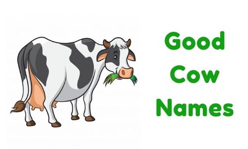 Good Cow Names