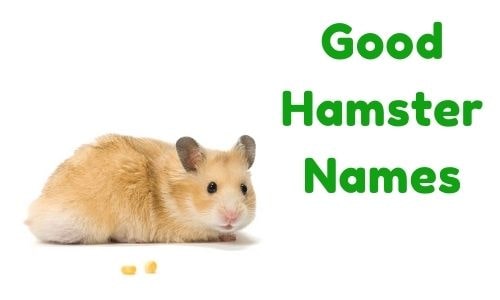 Good Hamster Names
