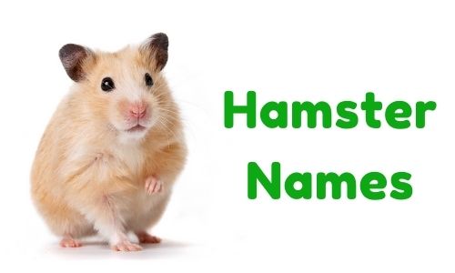 Hamster Names