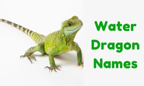 Water Dragon Names