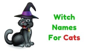 {1000+} » Witch Names For Cats » [ Funny + Unique + Famous ]