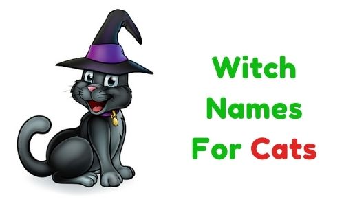  1000 Witch Names For Cats Funny Unique Famous 