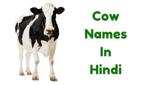 Cow Name List In Hindi All About Cow Photos