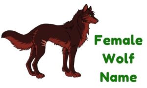 1000+ » Female Wolf Name » [ Funny + Unique + Famous + Badass ]